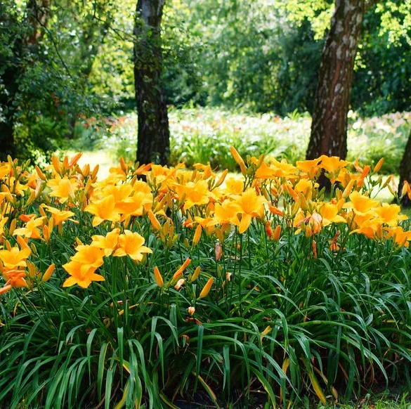 Pourquoi les hémérocalles cesseraient-elles soudainement de fleurir ? Comprendre leurs nuances florales