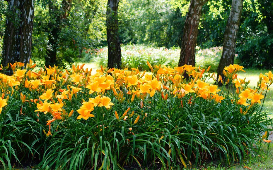 Pourquoi les hémérocalles cesseraient-elles soudainement de fleurir ? Comprendre leurs nuances florales