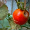 Pourquoi vos tomates se fissurent-elles et comment y remédier ?