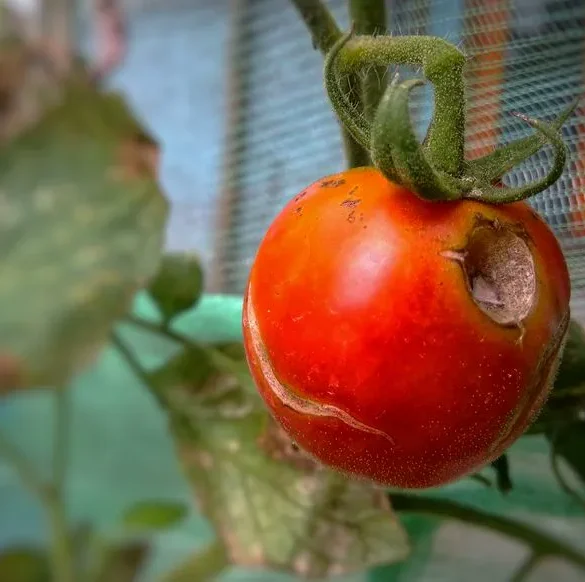 Pourquoi vos tomates se fissurent-elles et comment y remédier ?