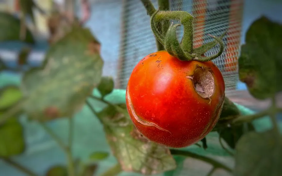 Pourquoi vos tomates se fissurent-elles et comment y remédier ?