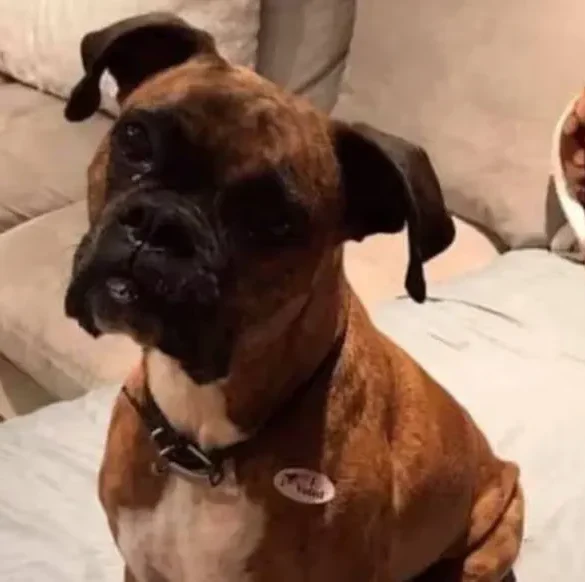 Une femme de Californie risque six ans de prison pour avoir fait voter un chien