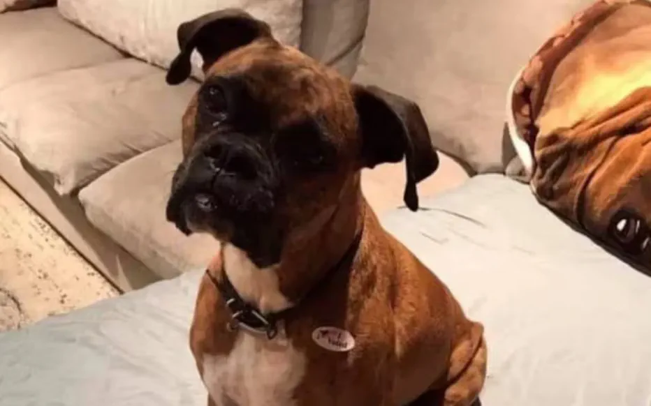 Une femme de Californie risque six ans de prison pour avoir fait voter un chien